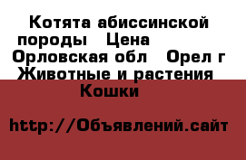 Котята абиссинской породы › Цена ­ 14 000 - Орловская обл., Орел г. Животные и растения » Кошки   